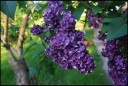 EQ26_2054_violett.jpg